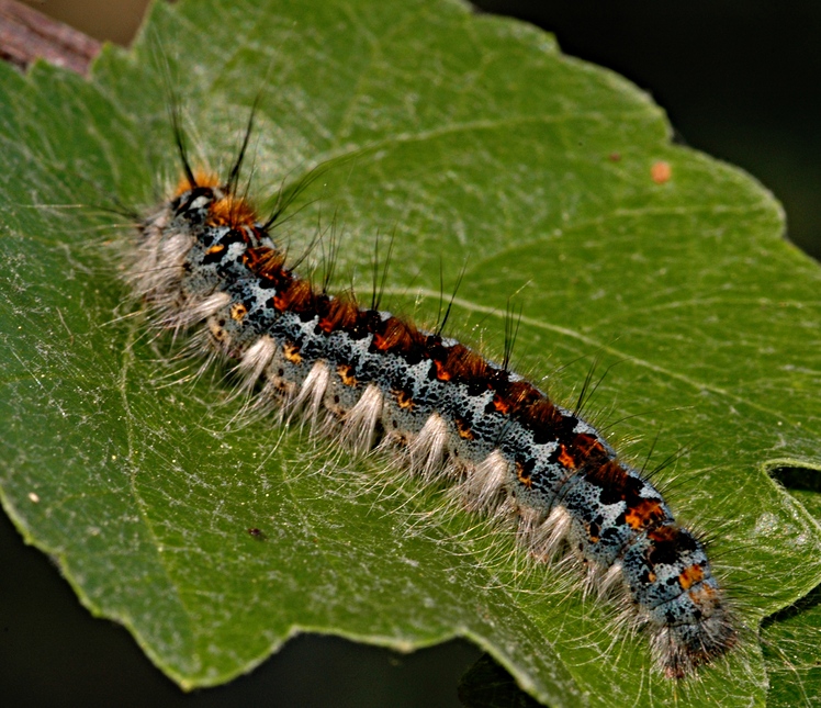 Caterpillar.jpg