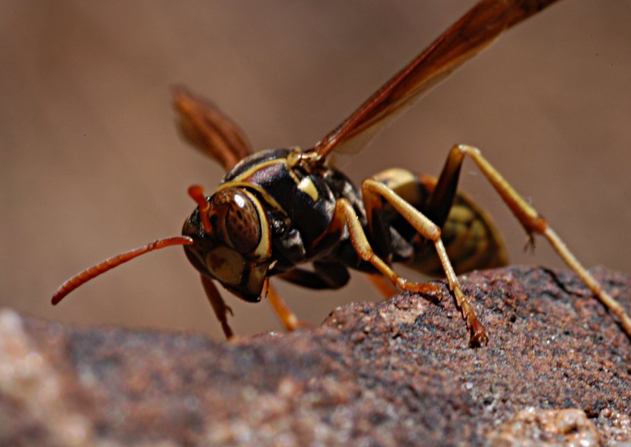 Wasp.jpg